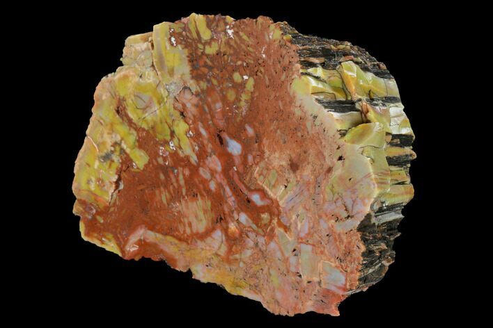 Colorful, Polished Petrified Wood (Araucarioxylon) - Arizona #147906